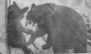 Los Osos de la Alameda Zaragoza de Saltillo 1