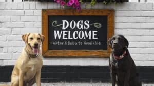 Restaurantes Pet Friendly en Saltillo 19