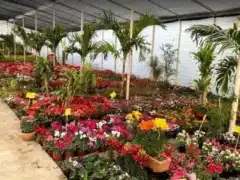 Planta Vida Vivero Colosio Saltillo