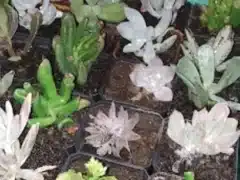 Suculentitas Saltillo