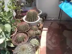 Vivero Amor Verde Saltillo