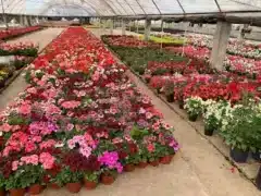 Vivero Loma Linda Cardenas