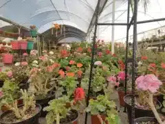 Vivero Los Laureles Saltillo