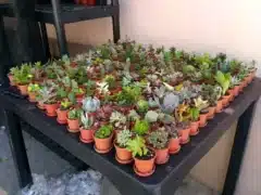 Vivero Mi Cactus Saltillo