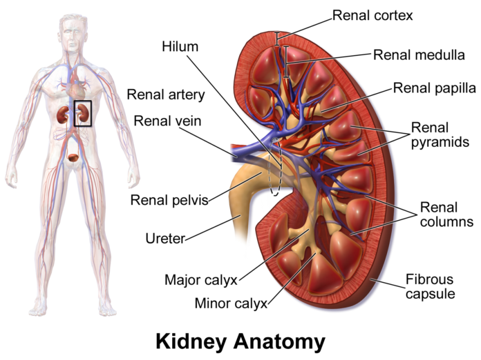 Anatomía del riñón - Urólogos en Saltillo