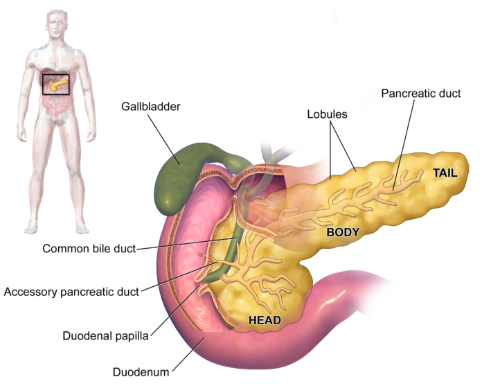 Anatomía del páncreas - Endocrinólogos en Saltillo
