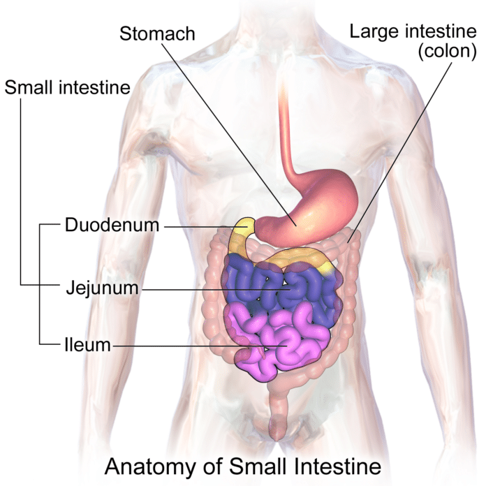Anatomía del intestino delgado - Gastroenterólogos en Saltillo
