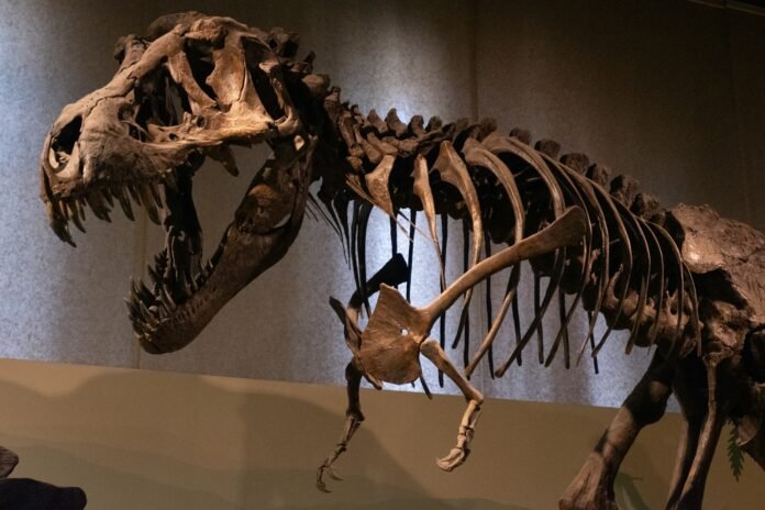 Esqueleto de dinosaurio exhibido en el Museo del Desierto de Saltillo, Coahuila