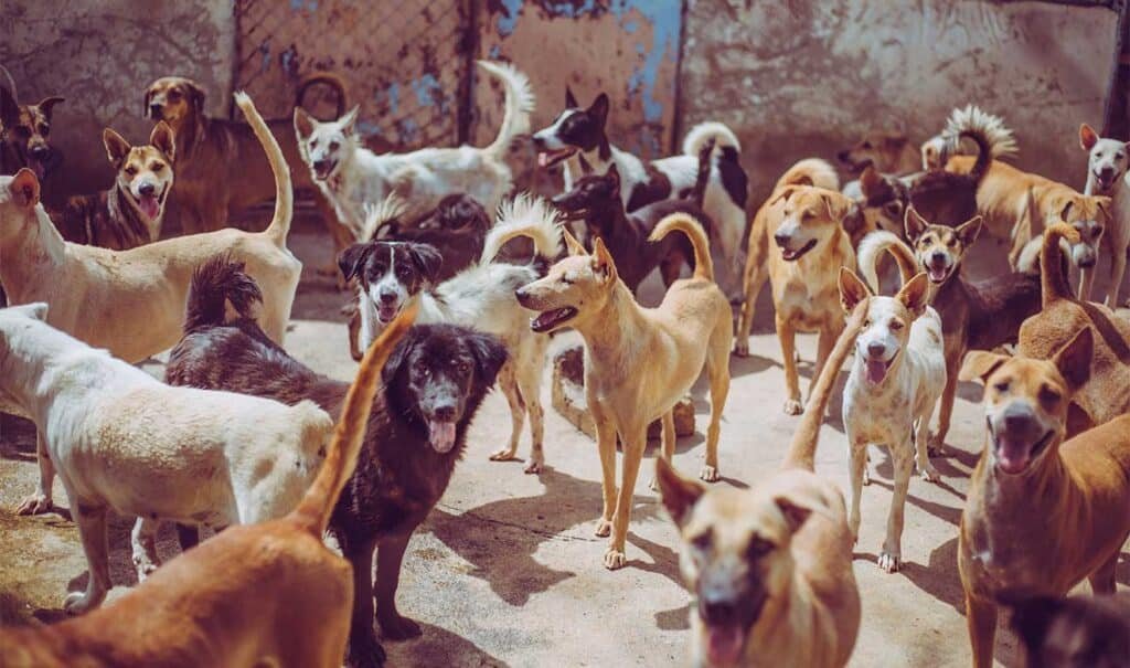Alimento para Perritos Abandonados 1